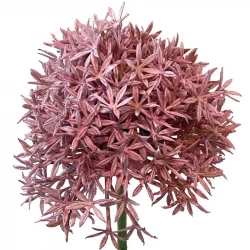 Prydløg, 62cm, lyserød, allium, kunstig blomst