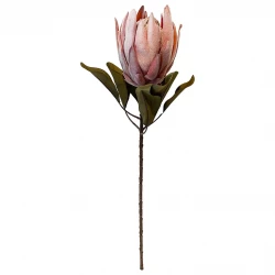 Protea, XL, fersken, 62cm, kunstig tørret blomst