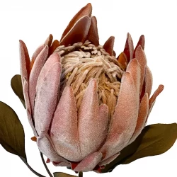 Protea, XL, fersken, 62cm, kunstig tørret blomst