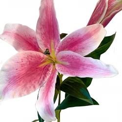 Lilje, pink/hvid, 74cm, kunstig blomst