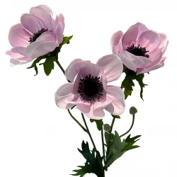 Fransk anemone på stilk, creme/rosa, 75cm, kunstig blomst