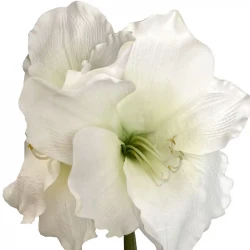 Amaryllis, hvid, 99cm, kunstig blomst