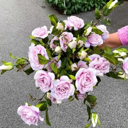 Rosen stilk, Chelsea, lyserød, 110cm, kunstig blomst