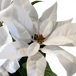 Julestjerne, hvid, 3 stilke, 32cm, kunstig blomst
