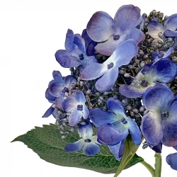 Hortensia, mørkeblå, 50cm, kunstig blomst