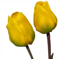 Tulipanbuket, 47cm med 7 blomster Gul, kunstig blomst