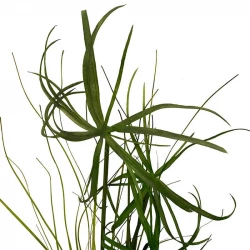 Papyrus græs bundt, 120cm, kunstig græs