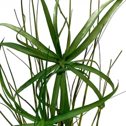 Papyrus græs bundt, 60cm, kunstig græs