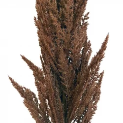 Pampasgræs stilk, brun, 115cm