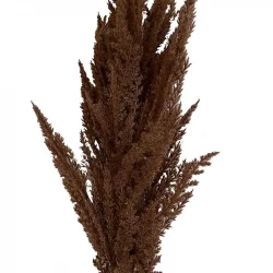 Pampasgræs stilk, brun, 92cm