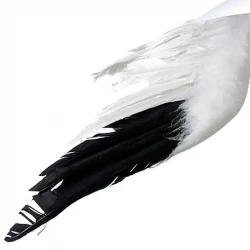 Måge, flyvende, 75cm, kunstig fugl