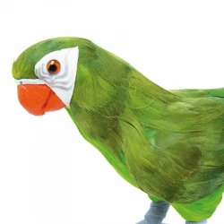 Papegøje, 36cm, grøn