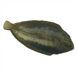 Fisk (Søtunge/Rødspætte), kunstig dyr