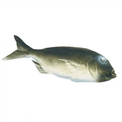 Fisk Havrude, 38cm, kunstig fisk