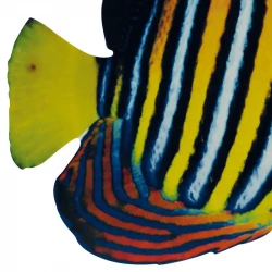 Tropefisk med tryk på begge sider, kunstig fisk
