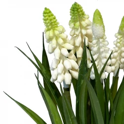 Perlehyacint i bundt, hvid, 26cm, kunstig blomst