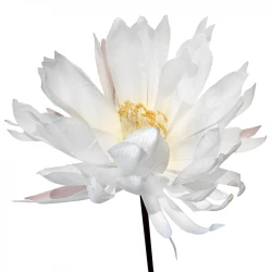 Lotus Alba, hvid, kunstig blomst