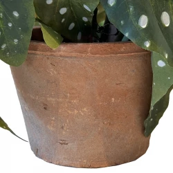 Kongebegonia m store blade i krukke, 30cm, kunstig plante