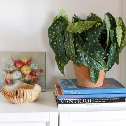 Kongebegonia m store blade i krukke, 30cm, kunstig plante