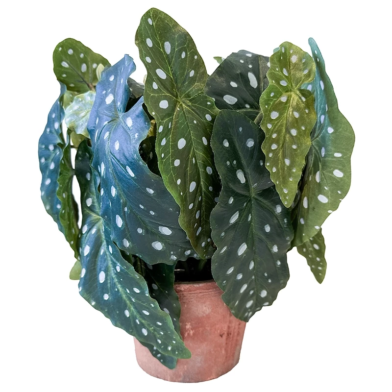 Kongebegonia m store blade i krukke, 30cm, kunstig plante