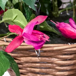 Fuchsia, hænger i kurv, UV, 45cm, kunstig blomst
