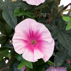 Petunia, morning glory, hænger, UV, 65cm, kunstig blomst