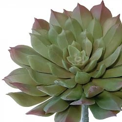 Sukkulent, aeonium, 15cm, kunstig plante