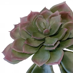 Sukkulent, echeveria, 17cm, kunstig plante