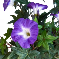 Petunia, morning glory, hænger, UV, 65cm, kunstig blomst