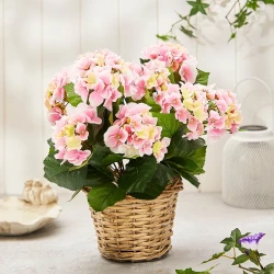 Hortensia lyserød, flettet kurv, 45cm, kunstig blomst