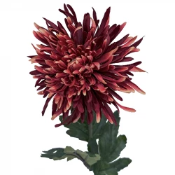 Krysantemum, Chrysanthemum, 54 cm, kunstig blomst