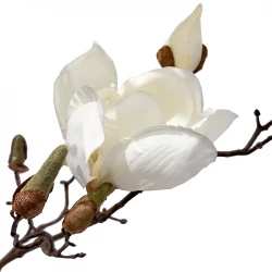 Magnolia gren, 105cm, hvid, kunstig blomstergren