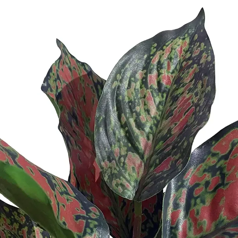 Buy Caladium plante, lyserød og grønneblade