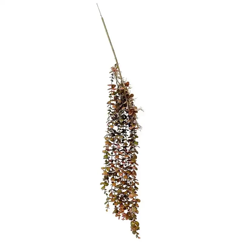 Buy Eukalyptus hängväxt, röd/grön, 97cm
