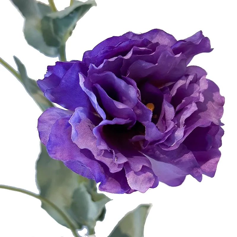 Buy Eustoma, prærie-ensin, texasklokke, 68cm.