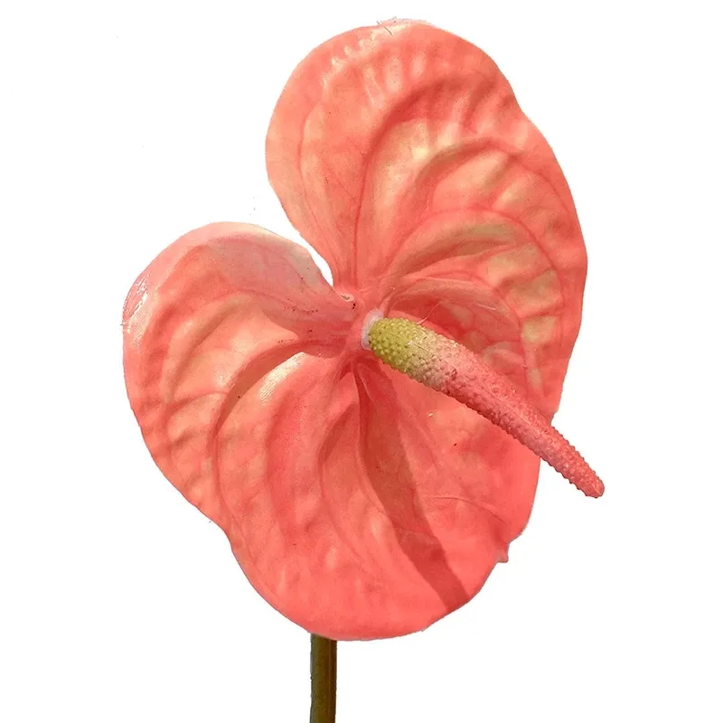 Buy Flamingoblomst, orange, 65cm, anthurium