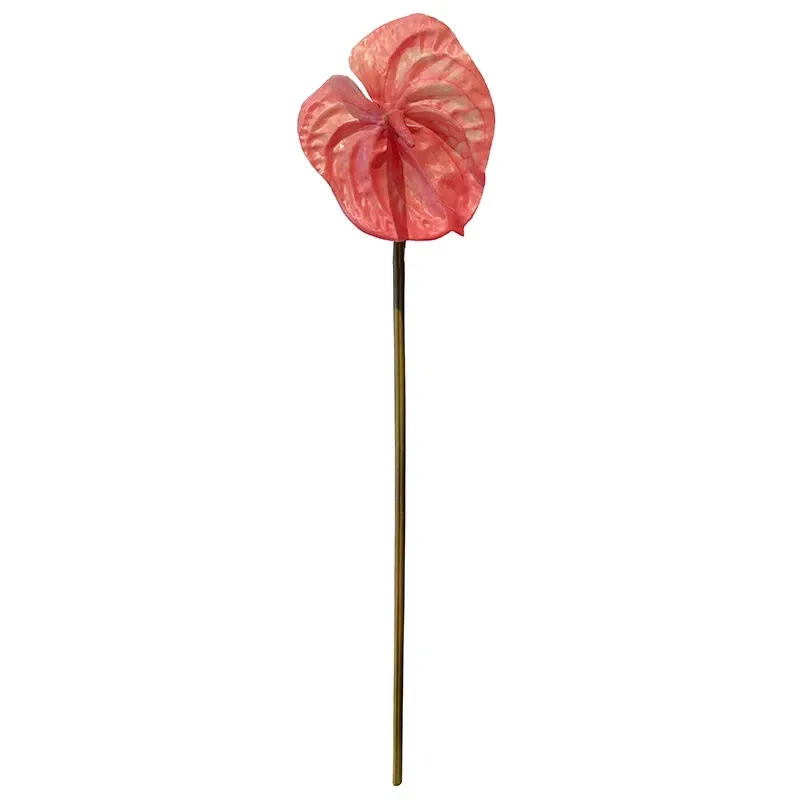 Buy Flamingoblomst, orange, 65cm, anthurium