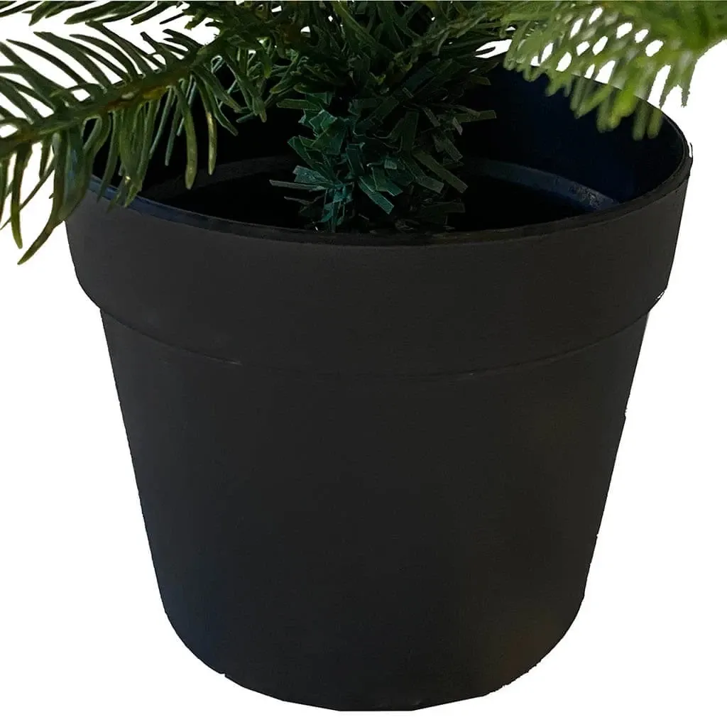 Buy Grandis grantræ, 45cm m sort potte, brandh.
