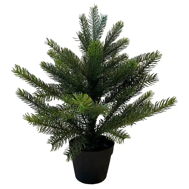 Buy Grandis grantræ, 45cm m sort potte, brandh.