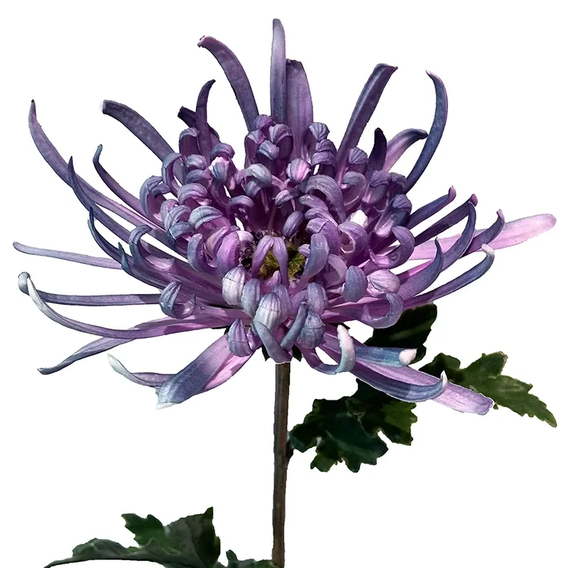 Buy Krysantemum, Chrysanthemum, 68 cm. kunstig