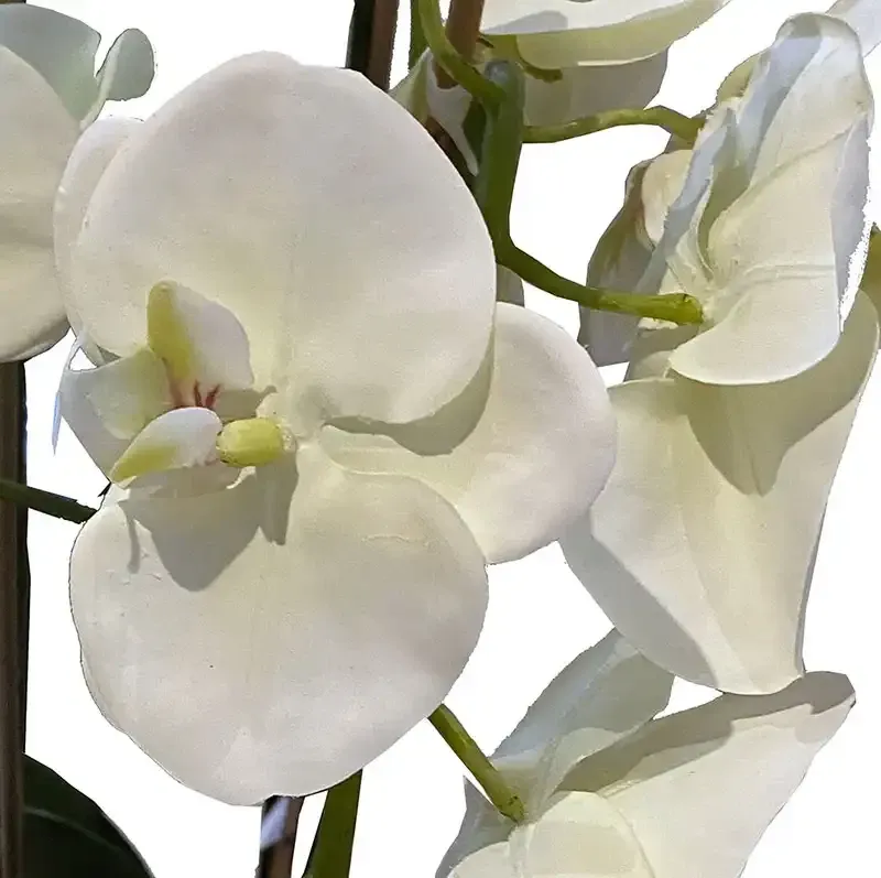 Buy Orkide i mos og rødder, 105cm, kunstig blomst