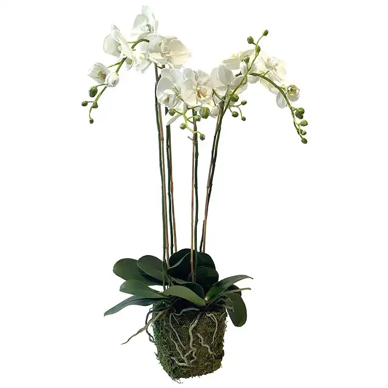 Buy Orkide i mos og rødder, 105cm, kunstig blomst