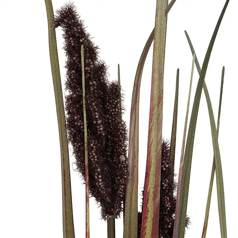 Buy Pampas græs i bundt, lilla/grøn, 89cm