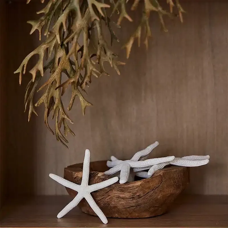 Buy Søstjerne, 8 stk, 15-20cm