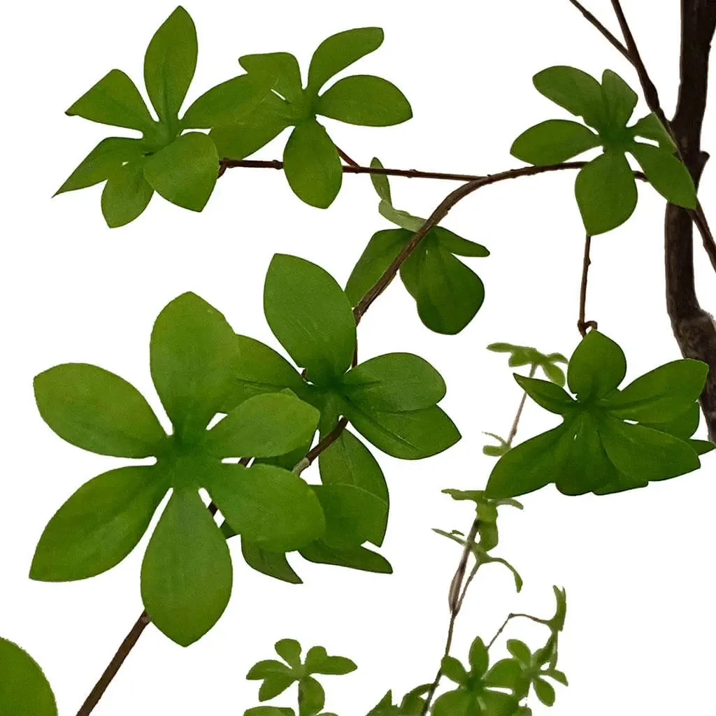 Buy Tropaeolum speciosum træ i potte, 210cm