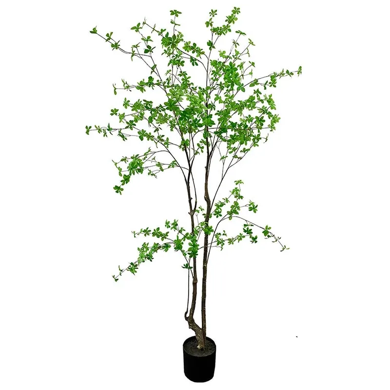 Buy Tropaeolum speciosum træ i potte, 210cm