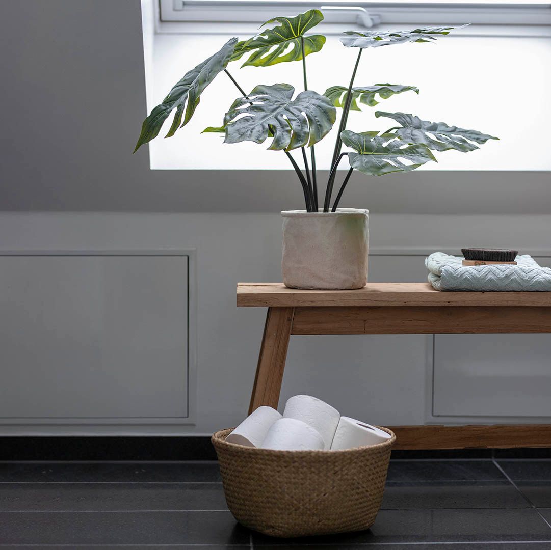 Monstera