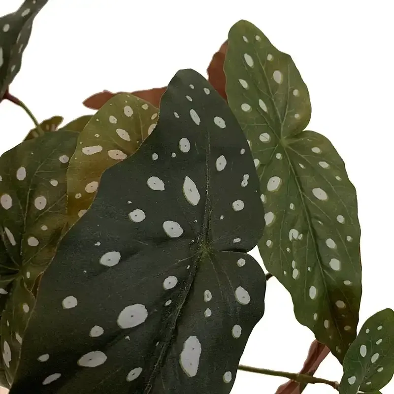 Køb Kongebegonia på stilk, 33cm, kunstig plante hos Brondsholm.dk