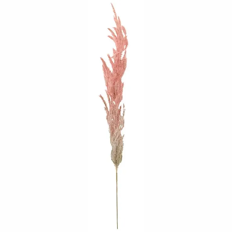 Køb Pampasgræs i pose, pink, 6 stk, 48cm hos Brondsholm.dk