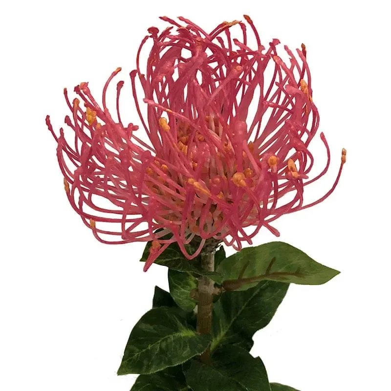Køb Protea blomst, 74cm Orange/Rød, Kunstig blomst hos Brondsholm.dk